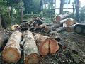 樹木伐採工事のご紹介です